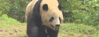 中国が示すパンダ貸与停止の可能性は“友好の象徴”を利用した影響力行使のサインである