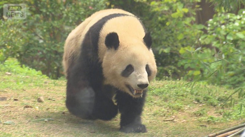 中国が示すパンダ貸与停止の可能性は“友好の象徴”を利用した影響力行使のサインである