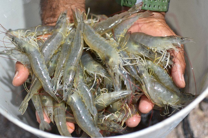 ホンジュラスの例はその典型だ。台湾と断交する見返りに、中国は白エビ250コンテナの購入を約束したが、実際に通関したのはわずか2コンテナだった。台湾市場に依存していた養殖業者は破綻の危機に追い込まれ、外交転換は経済災害へと変わった。