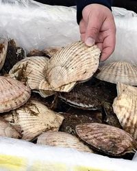 中国の“海産物禁輸”が突きつけた現実──北の海が泣く、経済報復の深い爪痕