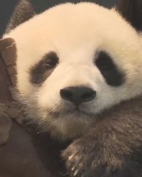 パンダ返還の裏にある現実――「歓迎」の言葉に潜む中国の対日影響力と日本が向き合うべき課題