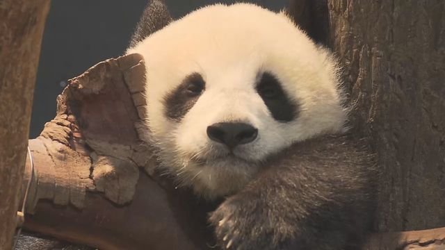 パンダ返還の裏にある現実――「歓迎」の言葉に潜む中国の対日影響力と日本が向き合うべき課題