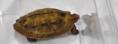 天然記念物など希少種のカメ100匹を密輸　中国籍男女4人に有罪判決　那覇地裁、高額利益を狙った「動機は身勝手」