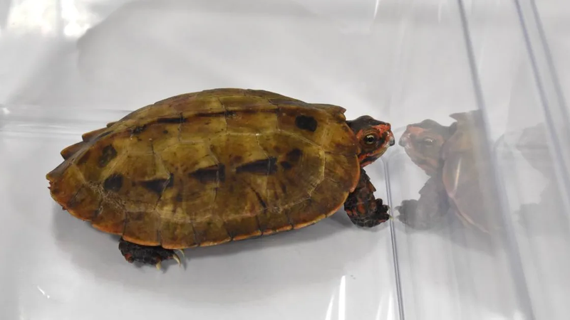 天然記念物など希少種のカメ100匹を密輸　中国籍男女4人に有罪判決　那覇地裁、高額利益を狙った「動機は身勝手」