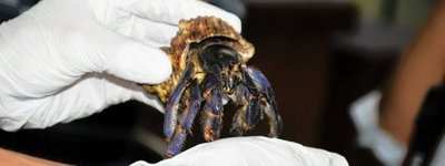 中国籍男2人、天然記念物オカヤドカリ100〜200匹を無断捕獲か　奄美の自然を荒らす大量採取に警戒