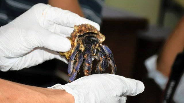 中国籍男2人、天然記念物オカヤドカリ100〜200匹を無断捕獲か　奄美の自然を荒らす大量採取に警戒