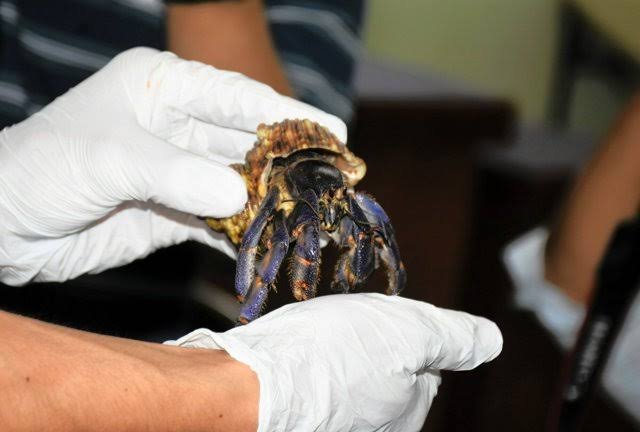 天然記念物のオカヤドカリを100〜200匹無断捕獲　中国籍の男2人を逮捕　「禁止とは知らなかった