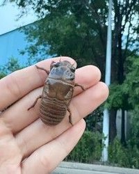 近年、東京都内の公園で「セミの幼虫」を深夜に大量採取する外国人グループが急増しており、特に中国人と見られる集団の行動に不安の声が広がっている。