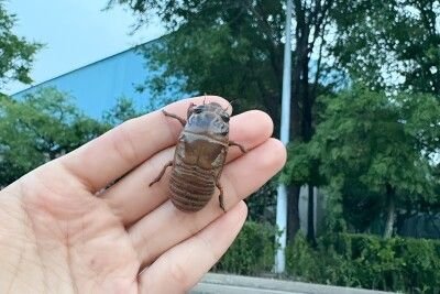 近年、東京都内の公園で「セミの幼虫」を深夜に大量採取する外国人グループが急増しており、特に中国人と見られる集団の行動に不安の声が広がっている。